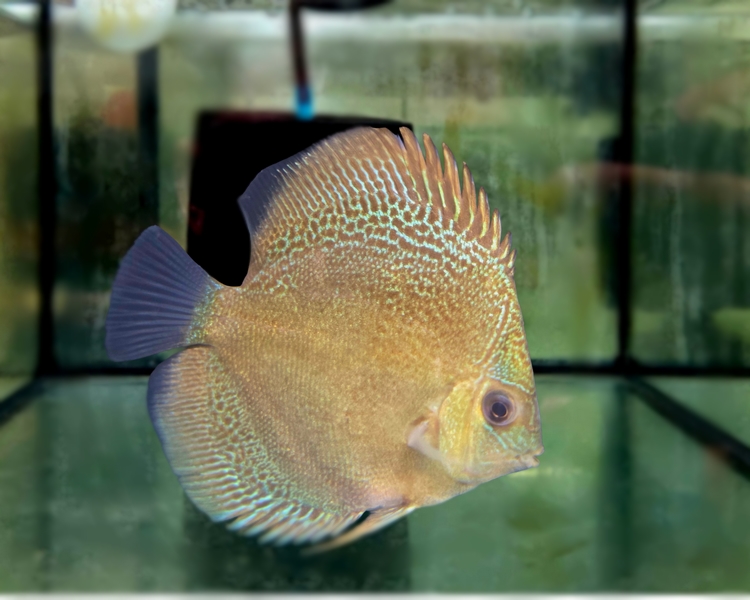 Leopard Discus ~ 6-7cm